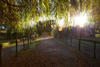 Image 15